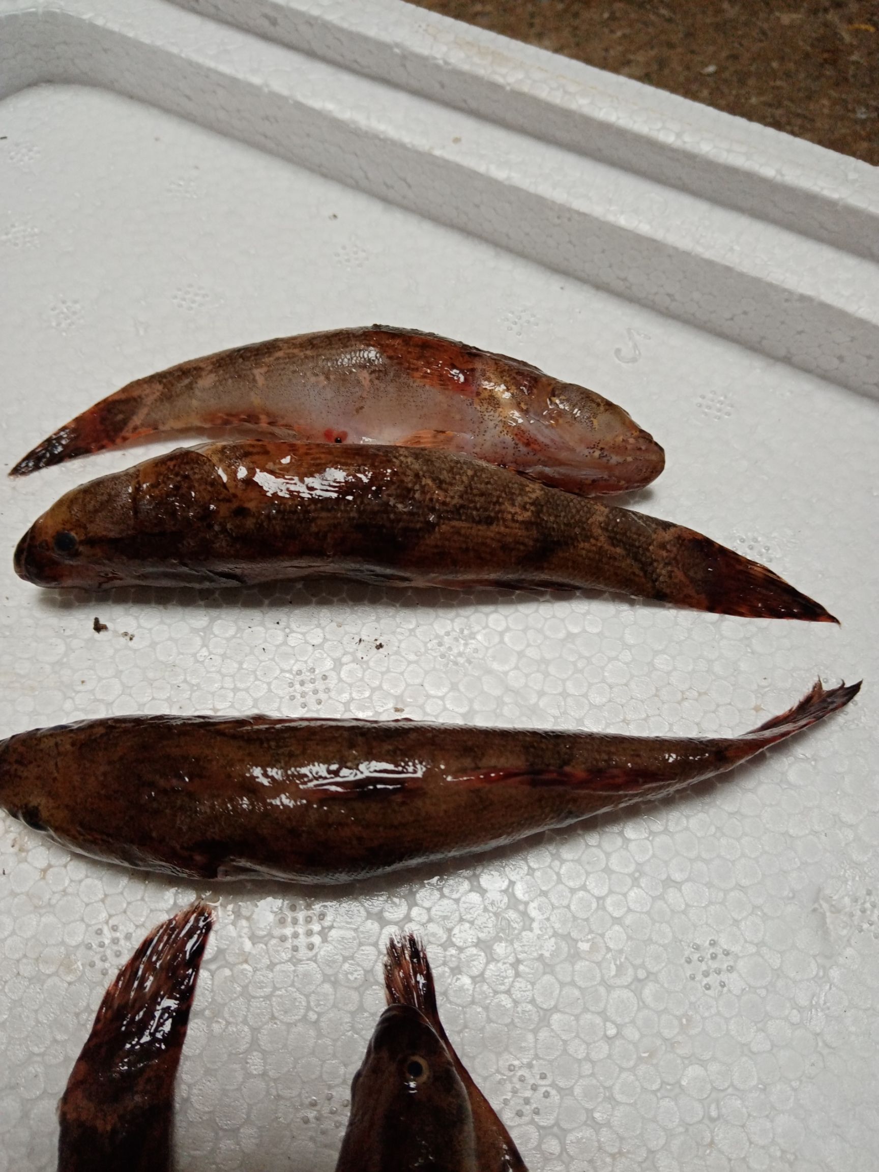 冰鲜笋壳鱼，批发海南水库天然绿色食品笋壳鱼大量供应。