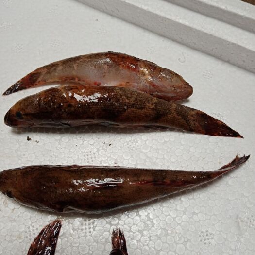 儋州市冰鲜笋壳鱼，批发海南水库天然绿色食品笋壳鱼大量供应。