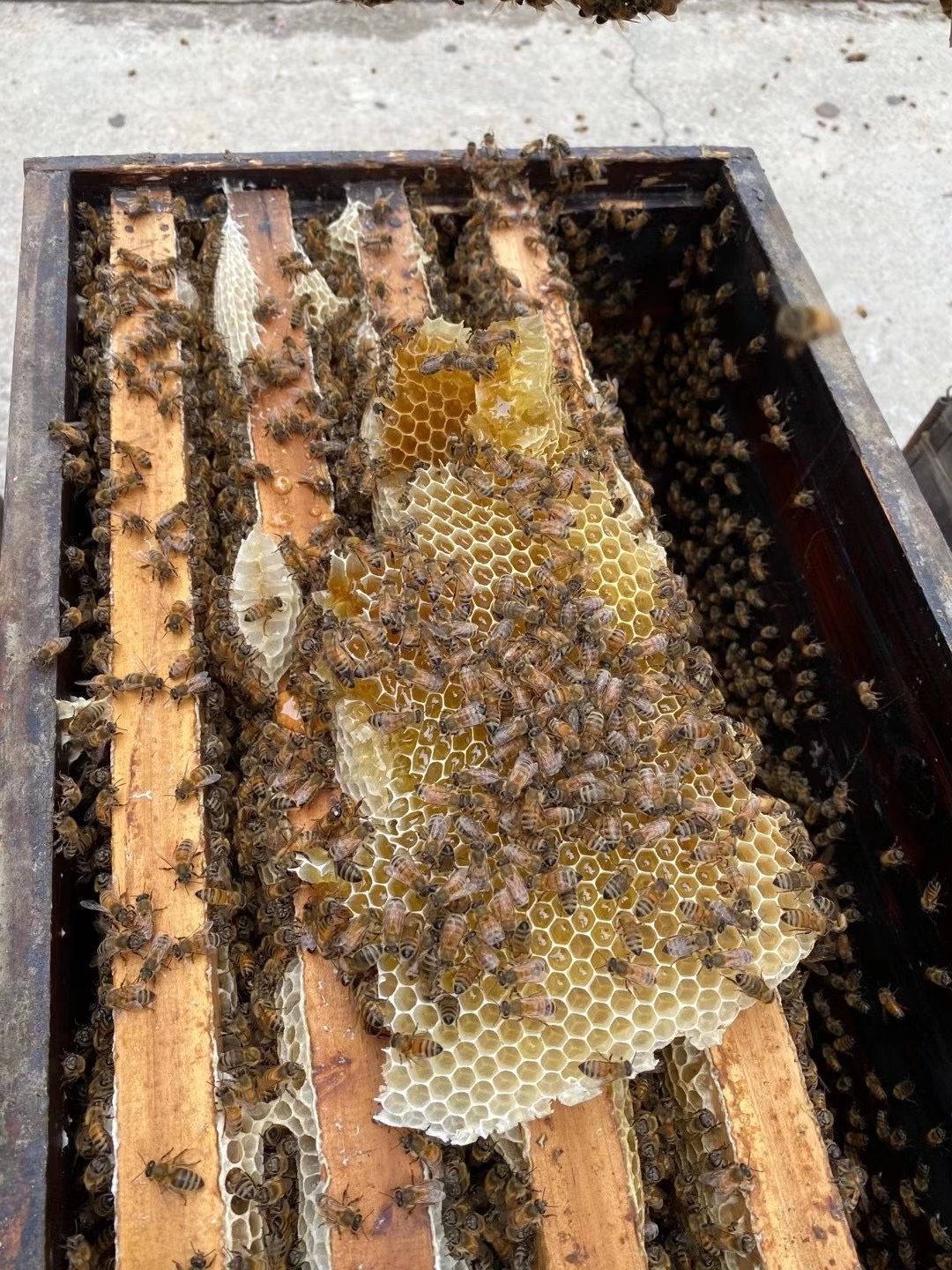  龙眼蜜 蜂蜜 非荔枝蜜鸭脚木蜜椴树蜜洋槐蜜枇杷蜜桂花蜜