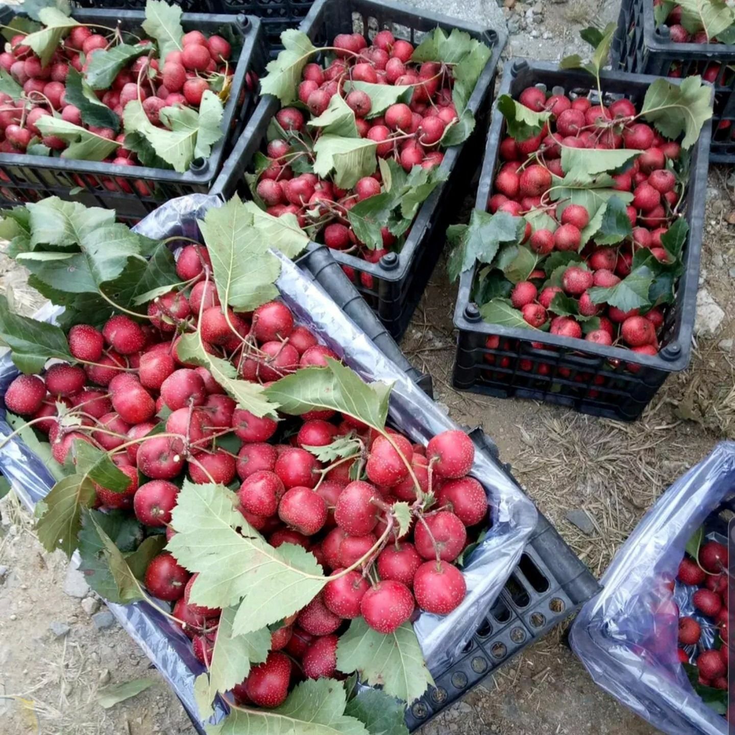 山楂  大金星山楂 颜色好  个头均匀  硬度好  糖葫芦