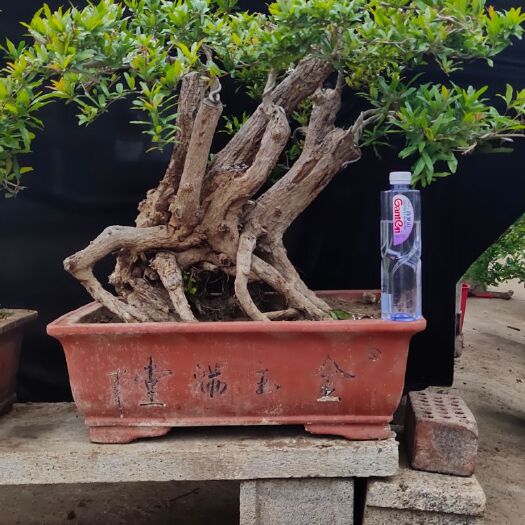 枣庄 石榴盆景老庄