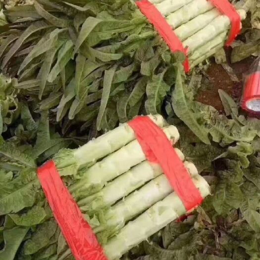 天门市精品莴笋，质好价优，欢迎联系