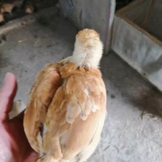 京山市孵房直供铁土鸡苗，足4两重，好养耐热耐寒，已接种疫苗，