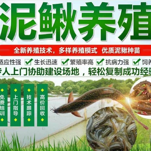 南陵县泥鳅苗，杂交泥鳅苗，常年大量收购成品泥鳅