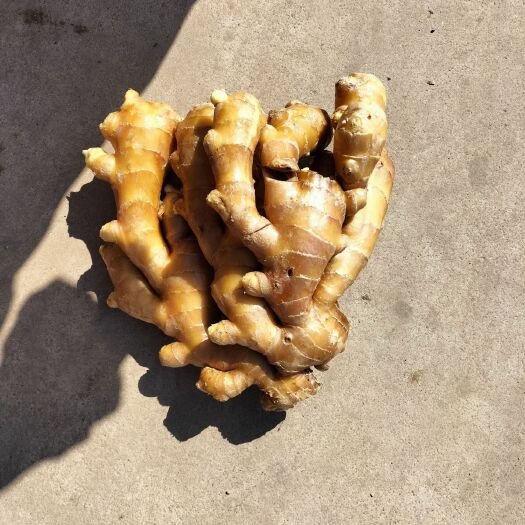 行唐县面姜 大量出售生姜  水洗姜  泥姜 各种姜
