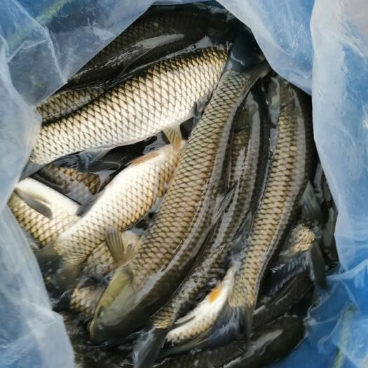 重庆市大量出售草鱼苗