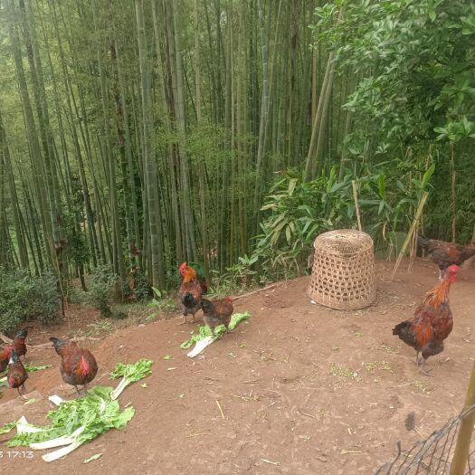 江安县 贩卖人间美味，吃的是健康，品的是味道，正宗农家散养血毛土鸡