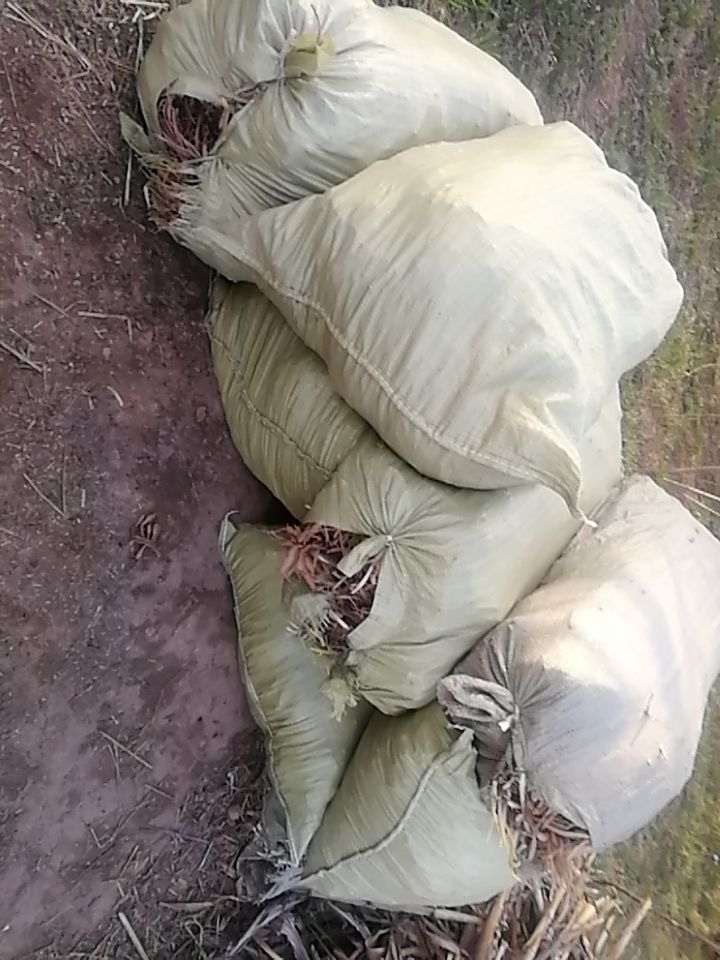 黄花菜根，有需要的联系。。。