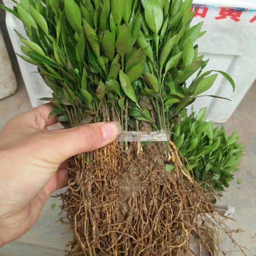 资阳香橙苗 香橙，奶苗