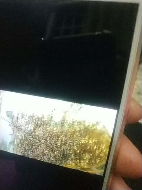 高州市龙眼蜜  龙记蜂蜜天然济