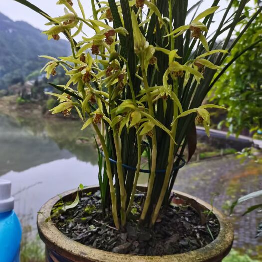 酉阳蕙兰  慧兰，。出售，苗型很好