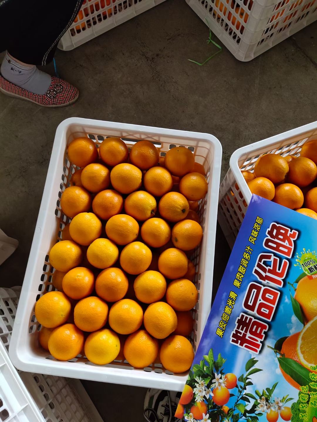 伦晚脐橙  伦晚  地头装货 现采现发 无中间商