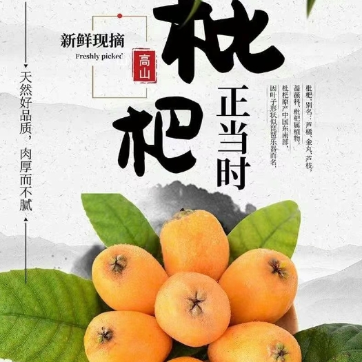永善县蒲田土种  云南五星大枇杷新鲜枇杷