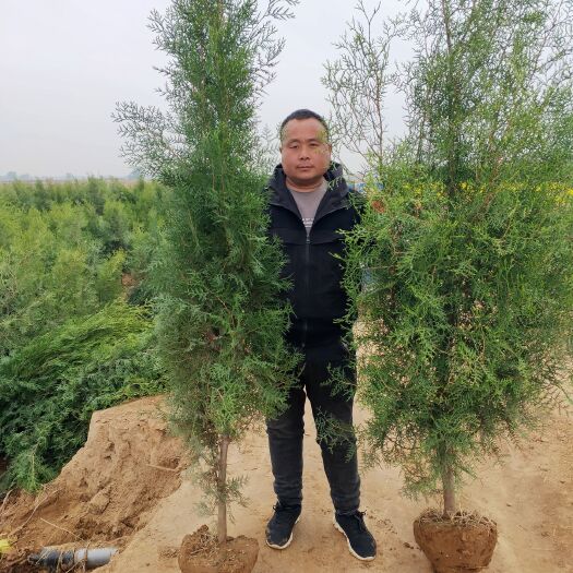  两米侧柏苗