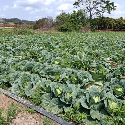 陆丰市平包菜  汕尾市陆丰华侨农场扁包菜，产地直供