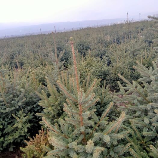  一米定植云杉6元量大