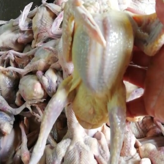 阜阳白条鸽  肉鸽 长期大量供应白条乳鸽，新鲜宰杀，活体鸽，可物流，可自提