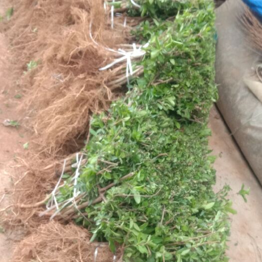 平邑县四季金银花苗 新品种树型四季花金银花苗