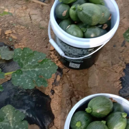 宜良县绿皮西葫芦 露天小圆瓜昆明