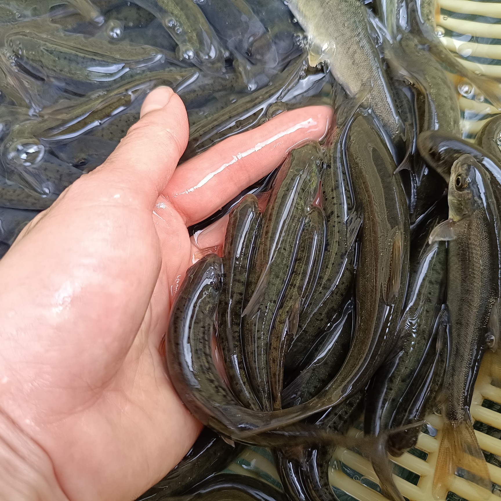 鯉魚苗雅魚魚苗齊口裂腹魚細甲魚細鱗魚魚苗基地直供全國發貨