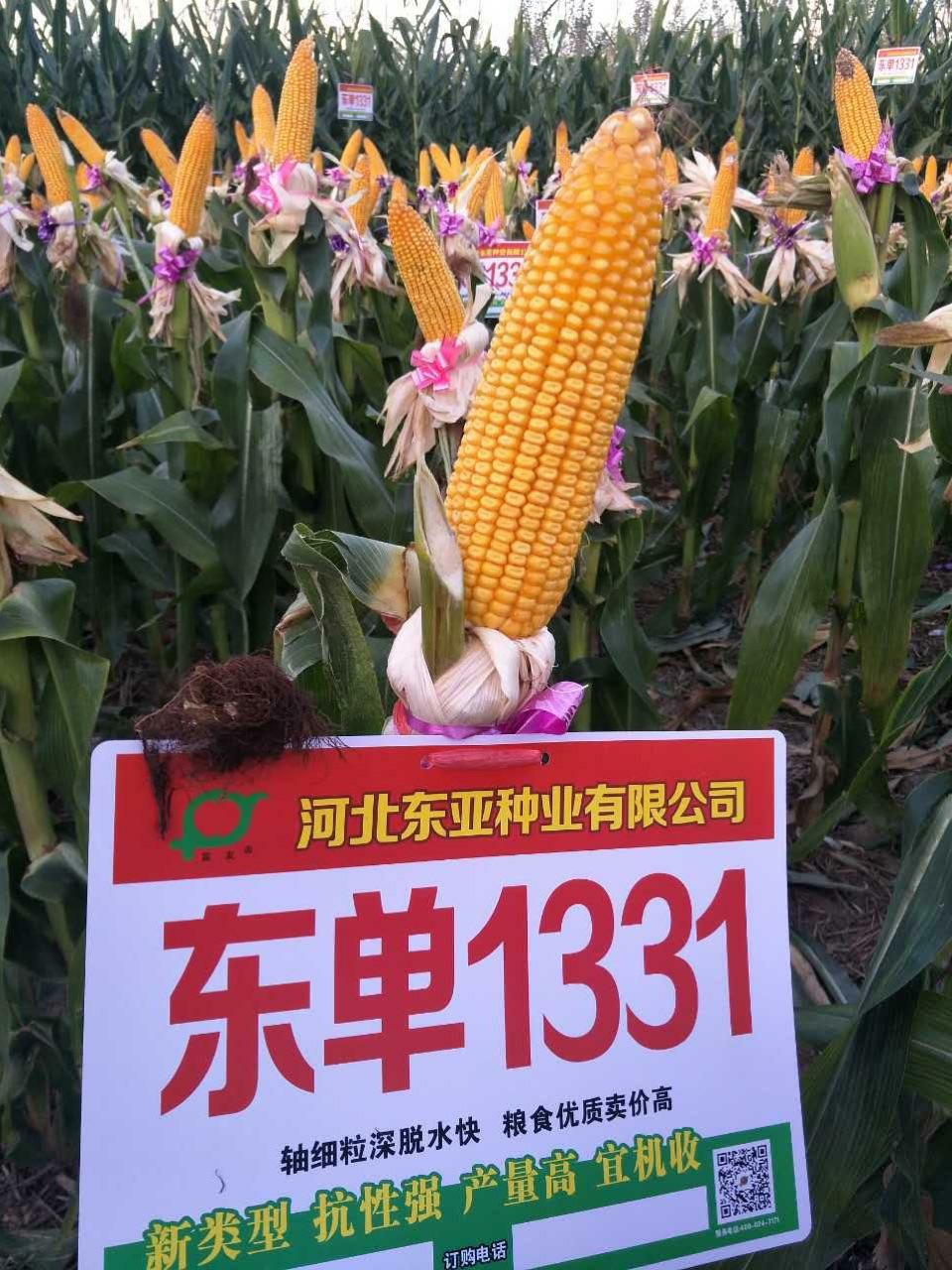 邯郸东单1331玉米种子 大甩卖手慢就没了，高产双国审大品种