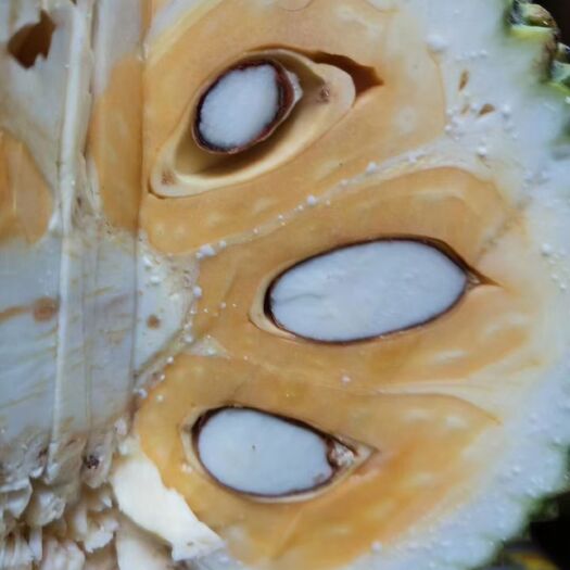 凭祥市 越南红肉菠萝蜜