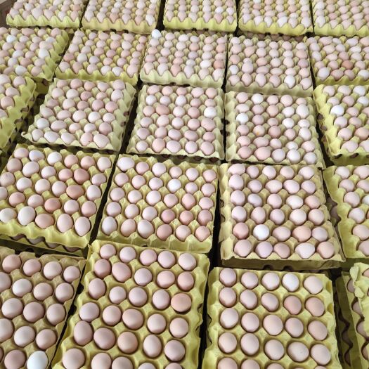 菏泽粉六土鸡蛋