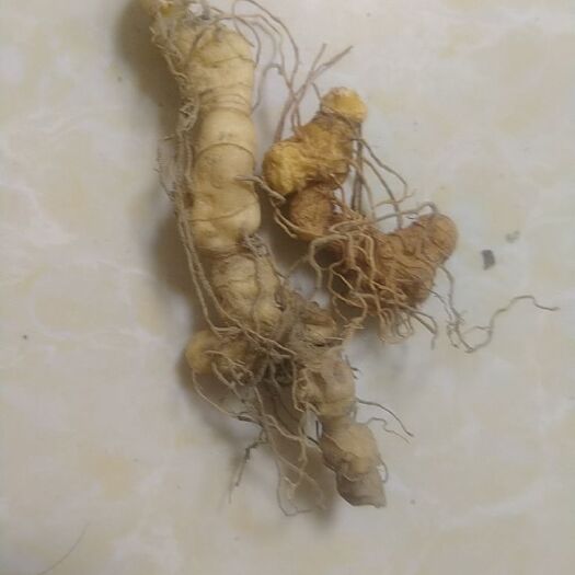 南平甜黄精 天然黄精