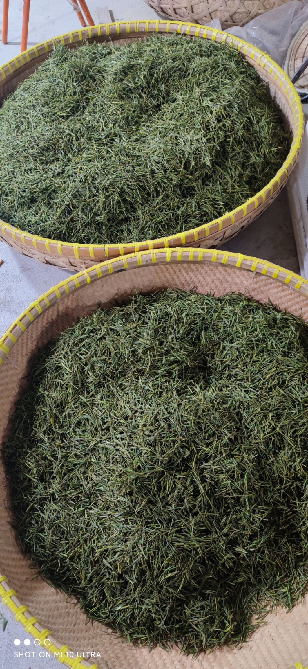  安吉白茶，口粮茶