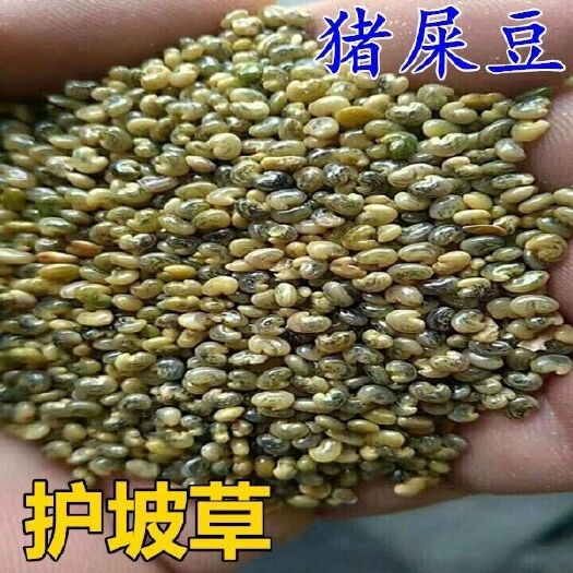 郑州木豆种子  植物盐碱地贫瘠高速护坡植物猪屎豆种子四季灌木花籽牧草耐寒绿化