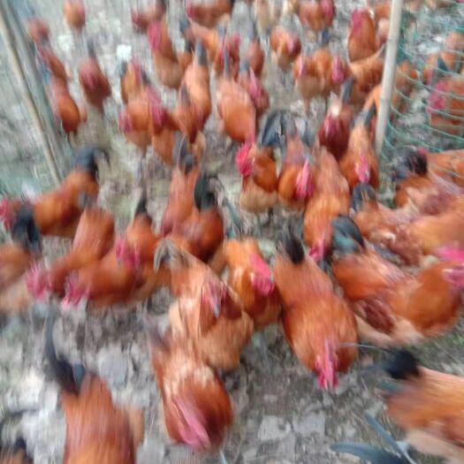 巫溪 一年以上林下散养土鸡，全玉米饲养。假一赔十！