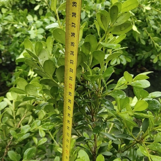 杭州瓜子黄杨木 杭州飞蓬园林苗圃直销