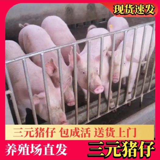 三元猪  配送到家包健康回收育肥猪