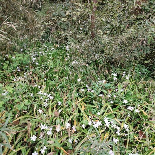奉节扁竹根 