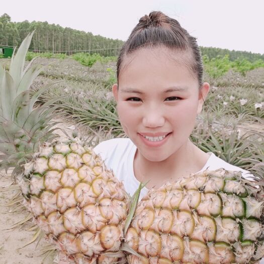 合浦县金钻凤梨 广西省北海市合浦县白沙镇凤梨，香甜可口