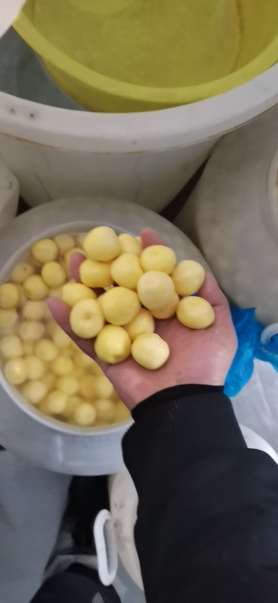 迷你土豆  珍珠土豆，新鲜软糯老品种迷你小土豆，当天挖，当天