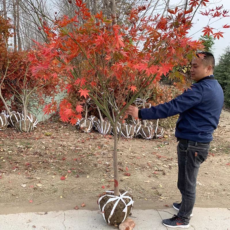 日本红枫树苗