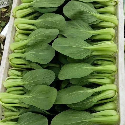 曹县山东曹县上海青油菜快菜大量上市供应全国