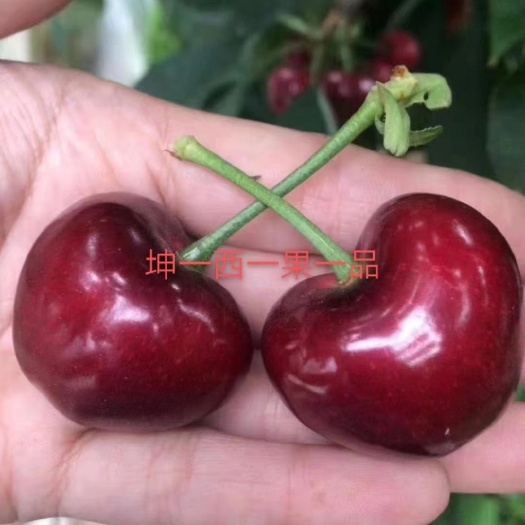 烟台早大果樱桃  早熟大樱桃