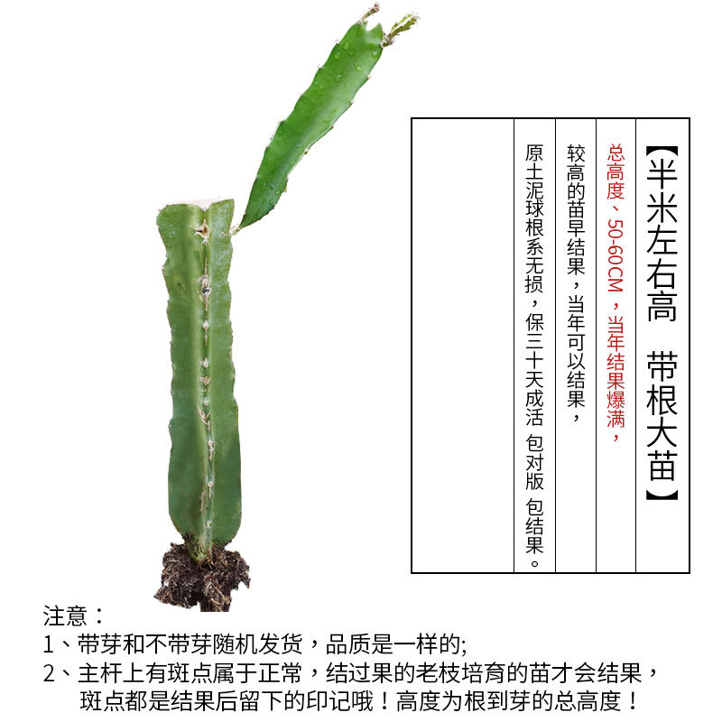 燕窝火龙果苗  广西火龙果苗 四季红心白肉无刺黄龙果火龙果苗盆栽地栽