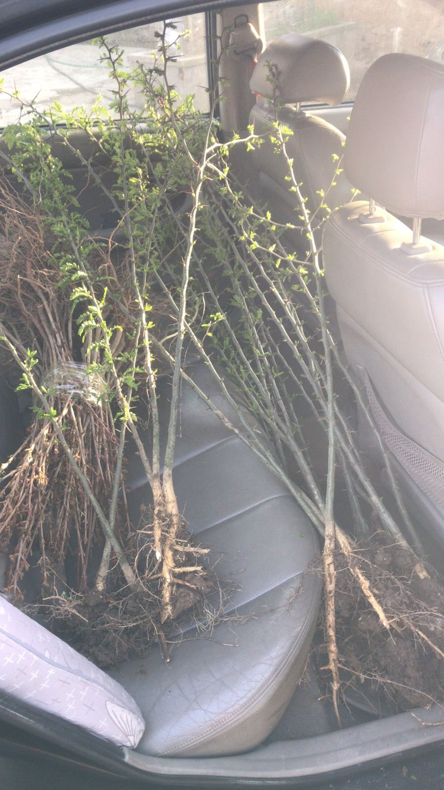 大刺皂角树  皂角苗出售