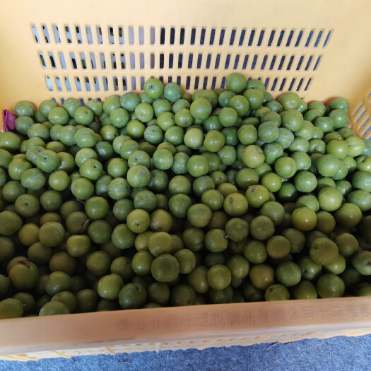 信宜市三华李  钱排三月李