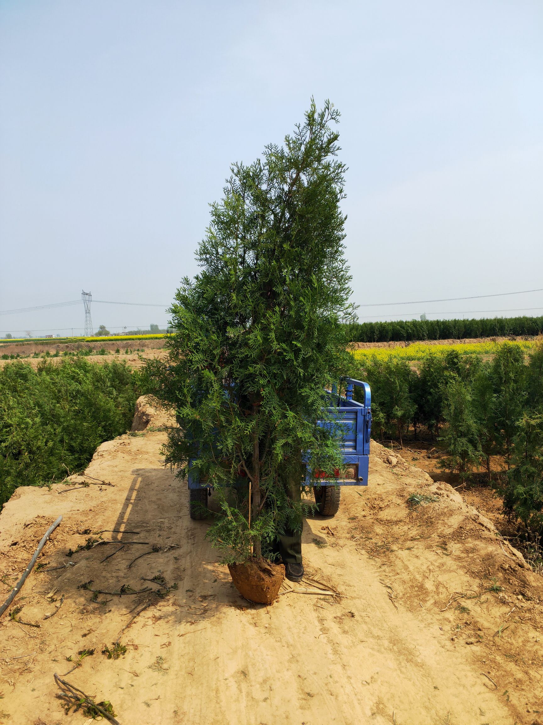 侧柏  高度2.5米
