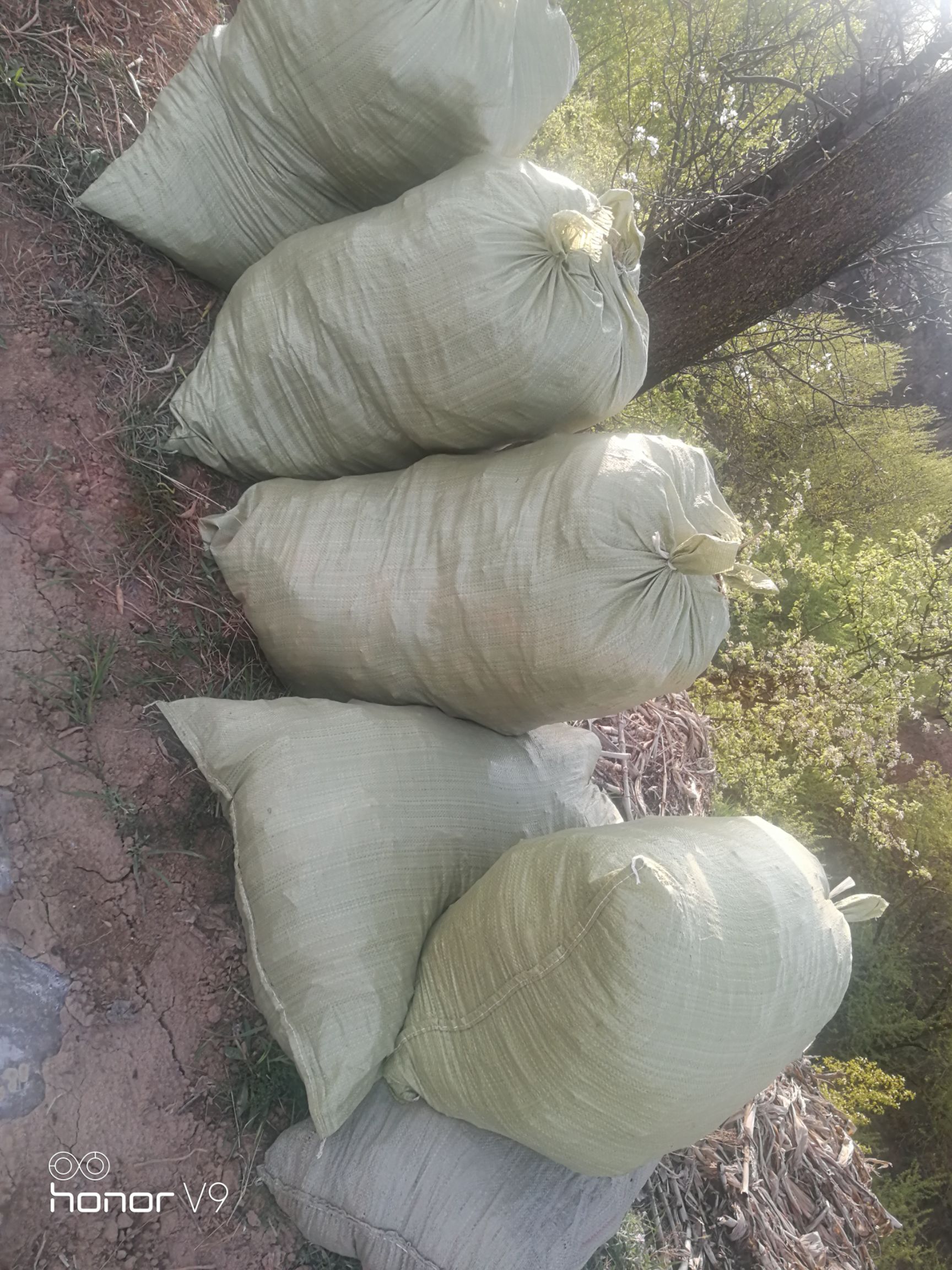 黄花菜根，有需要的联系。。。
