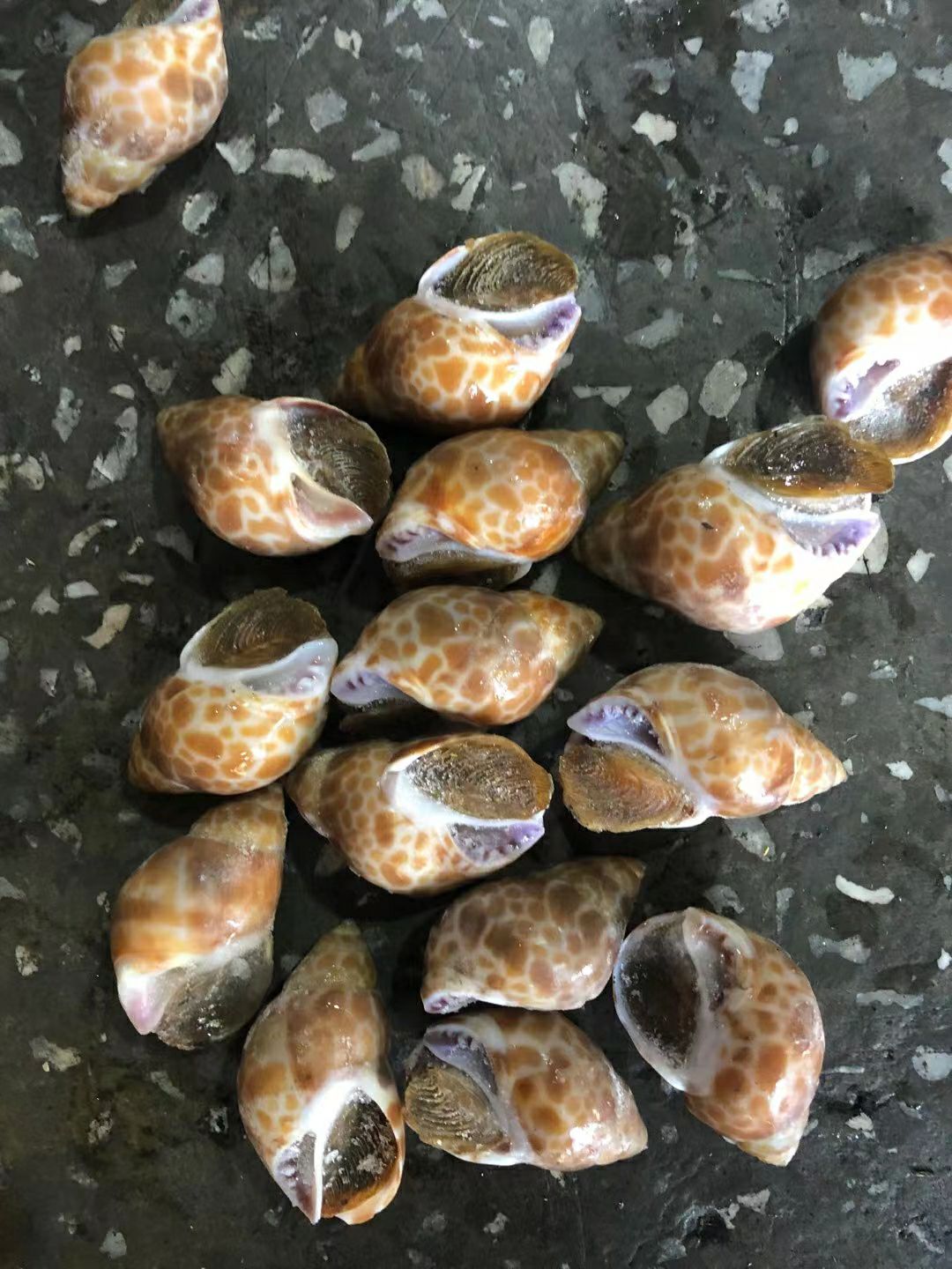 花螺东风螺。印度巴基斯坦都有。40斤10包/件530元