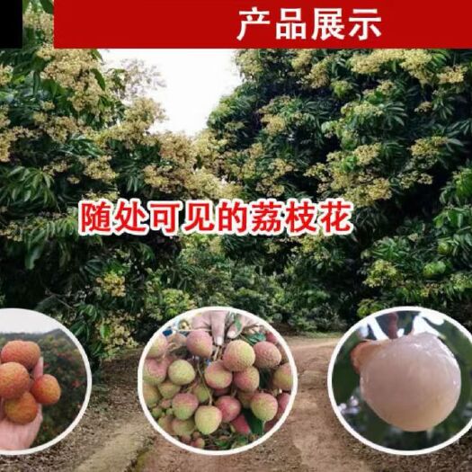 茂名2021年高州白糖罂荔枝