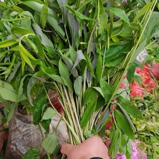 隆回县黄精种苗 常年供应