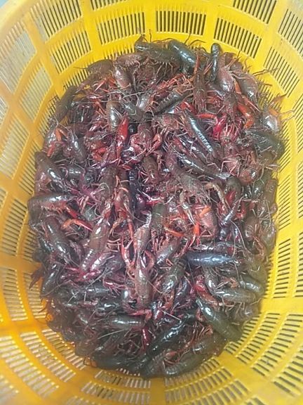 信阳小龙虾 自家虾塘300多亩，有需要的可以联系