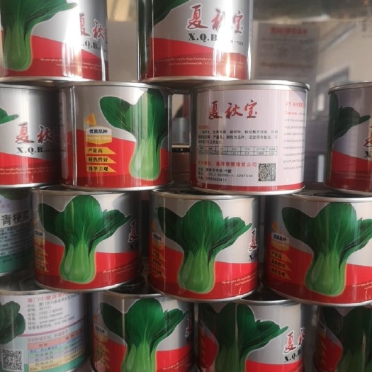 济南夏秋宝  耐热青菜种子