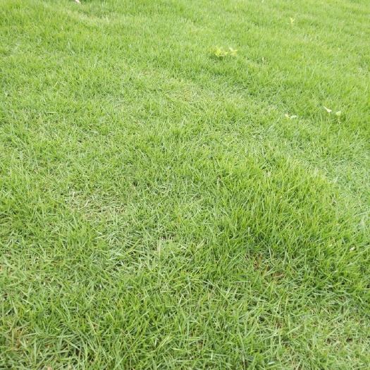 资兴市马尼拉草皮 马尼拉草